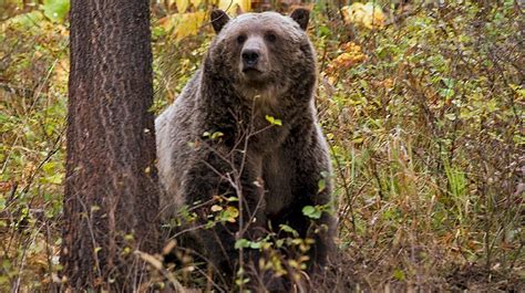 Three hunters injured in Montana grizzly bear attacks