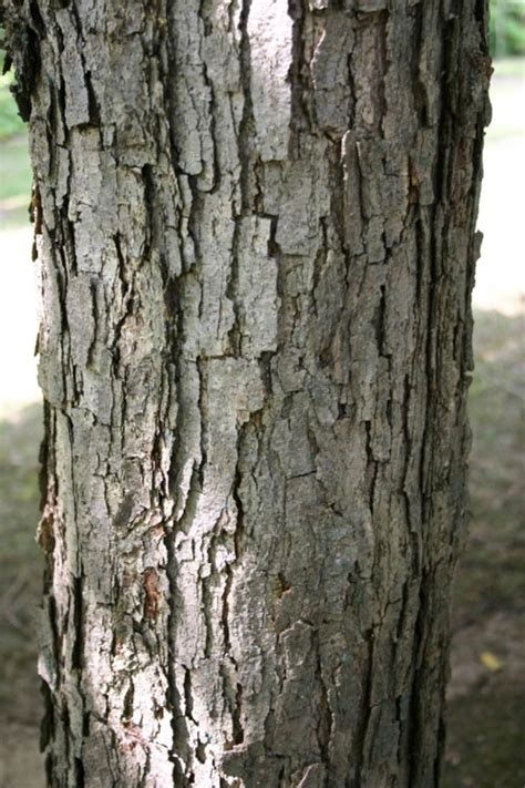 Buy Swamp Chestnut Oak Tree Quercus Michauxii Free Shipping