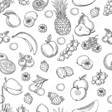 Vecteur Stock Frutas Background Fruits Garden Line Drawing Vector