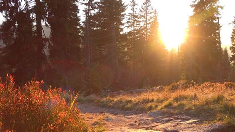 Sunset Shines Through Trees Onto A Pathway In Wilderness Stock Video