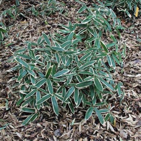 Kuma Zasa Bamboo Sasa Veitchii Garden Org