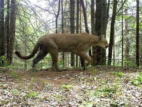 Cougar Found Dead In Upper Peninsula