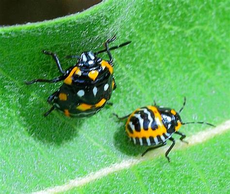 Harlequin Bug Nymph From Milkweed Murgantia Histrionica Murgantia