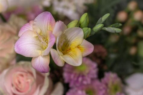 Freesien Freesia Freesia X Hybrida Foto And Bild Natur