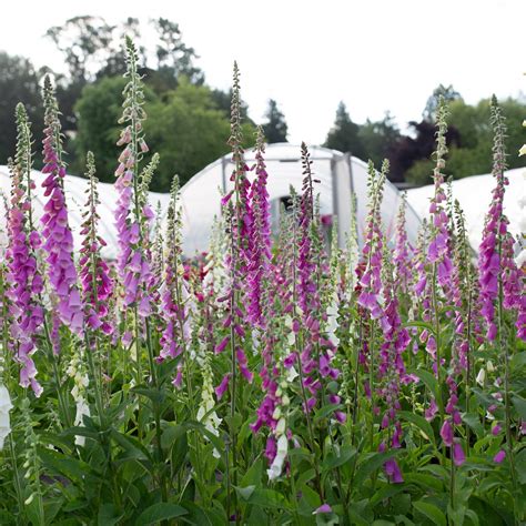 Foxglove Excelsior Foxglove Flower Farm Seed Source