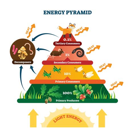 Draw An Example Of An Energy Pyramid