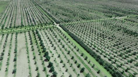 Karatay Belediyesi Karatay Da Herkesin Dikili Bir A Ac Var