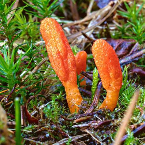 Cordyceps Capsules Mush More Dutch Highlife