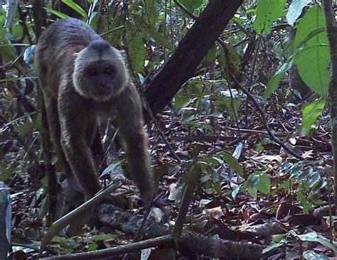 Mundo Animal Gurupi - Reserva do Gurupi registra 50 mil imagens de fauna - Instituto ...