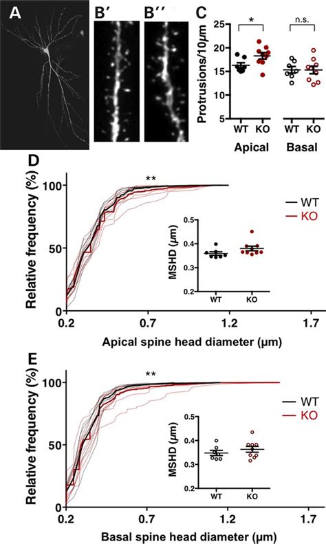 Altered Dendritic Spine Density And Shape In The Hippocampus Of Fmr1 KO