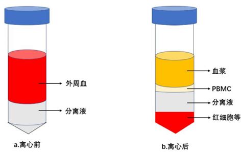 Ficoll密度梯度离心法分离PBMC 化工仪器网