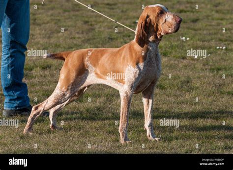 Italian Bracco, a pointing hunting dog breed Stock Photo - Alamy