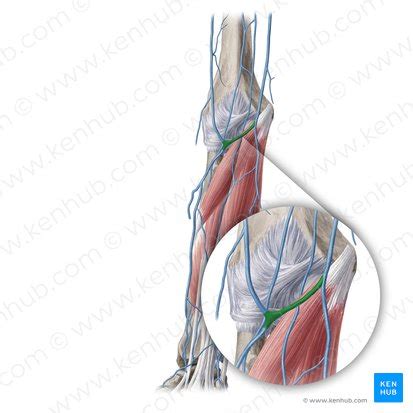 Median cubital vein: Anatomy, tributaries, drainage | Kenhub