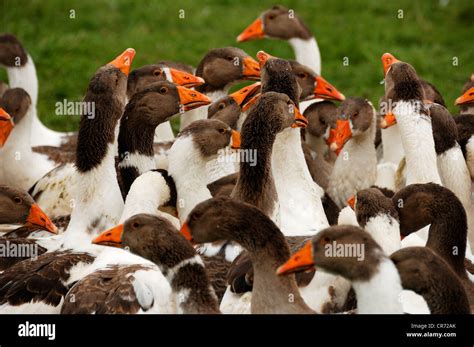 Pied Pomeranian Geese Drinking In The Meadow Of An Organic Farm