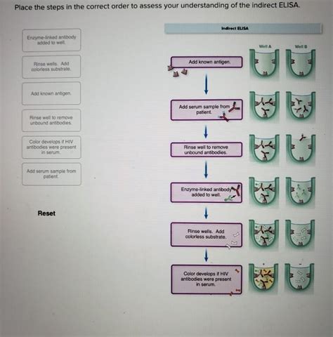 Solved Place The Steps In The Correct Order To Assess Your Chegg