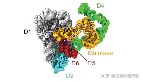 Science︱耶鲁大学科研团队解析了移动内含子逆转录元件结合特定dna底物的复合物结构 知乎