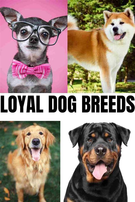 Top 7 Loyal Dog Breeds In The World