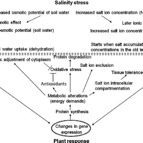 A Summarising Scheme Showing General Plant Response To Salinity At