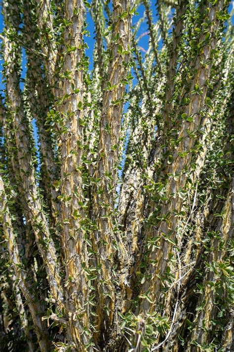 Ocotillo In The California Desert Stock Image - Image of plant ...