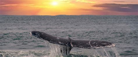 Los Angeles Whale Watching | Visit Marina Del Rey