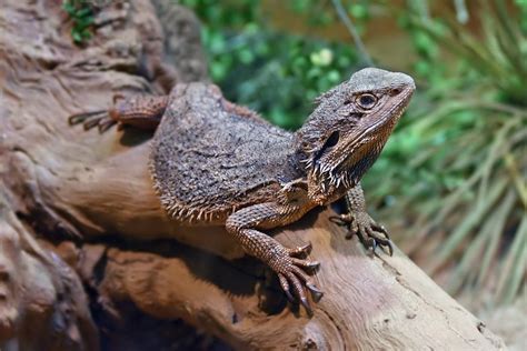 Terrarium Pour Couple De Pogona Henrylawsoni Le Monde Des Reptiles