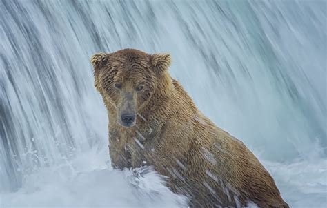 Wallpaper waterfall, bear, Alaska, bathing, Alaska, Katmai National ...