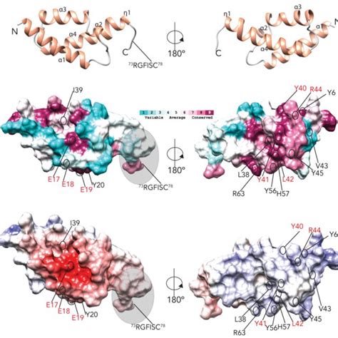 Pdf The Pneumococcal X Activator Comw Is A Dna Binding Protein