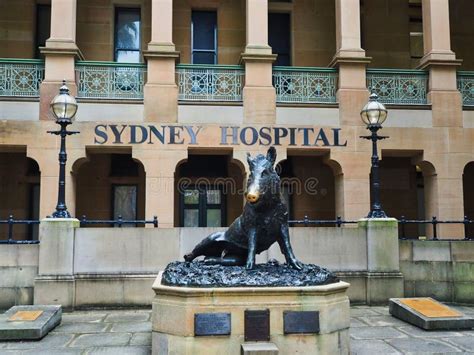 Il Porcellino Wild Boar Statue Sydney Hospital Australia Editorial ...