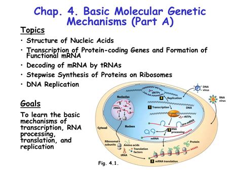 PPT Chap 4 Basic Molecular Genetic Mechanisms Part A PowerPoint