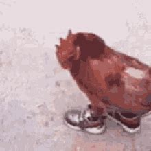 Chicken Running GIFs | Tenor