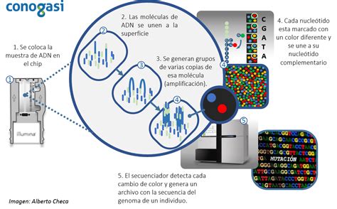 El Genoma El secreto de la herencia genética humana Conogasi