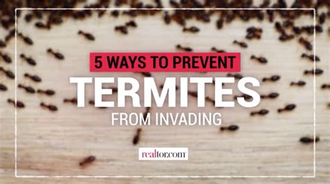 How To Prevent A Termite Infestation Ways To Keep These Pests From