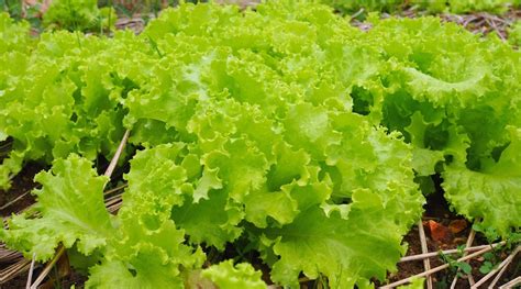 35 Different Varieties Of Lettuce To Grow This Season