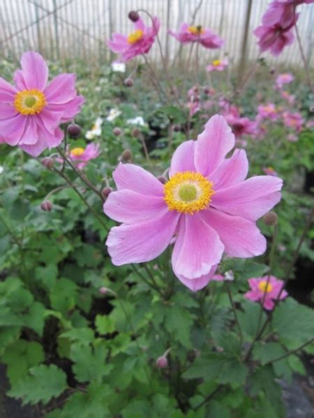 Anemone Japonica Rotkäppchen Herbstanemone Baumschule