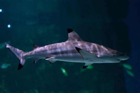 Blacktip Reef Shark The Living Planet Aquarium