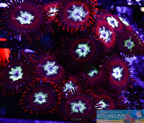 UC Hot Shots Zoas Law Office Aquariums