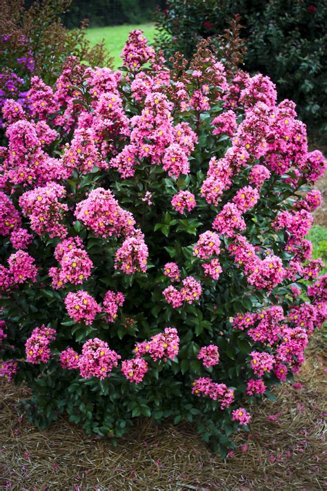 Coral Magic Crape Myrtles For Sale The Tree Center™