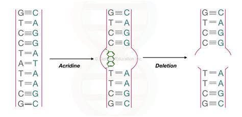 Mutagen Definition Types And Effect