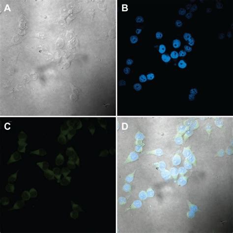 Confocal Micrographs Of Ku Cells Incubated For Hours With