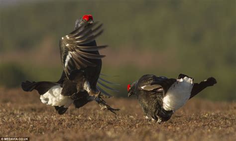 Strutting Their Stuff Incredible Images Reveal Rare Black Grouse