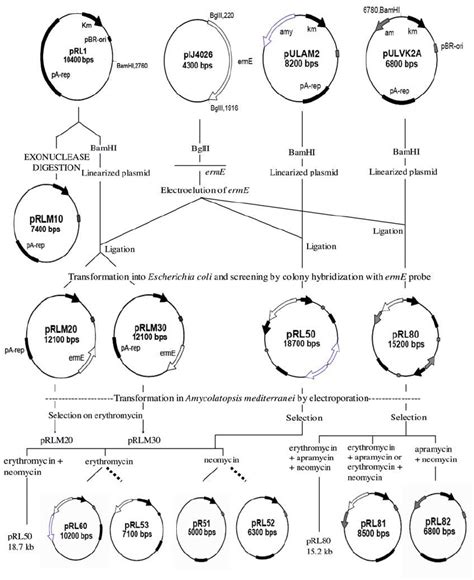 Scheme For Construction Of Shuttle Plasmids By Intraplasmid