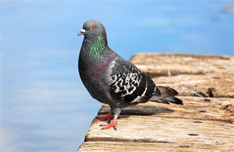 Recette de grand mère pour faire fuir les pigeons des solutions