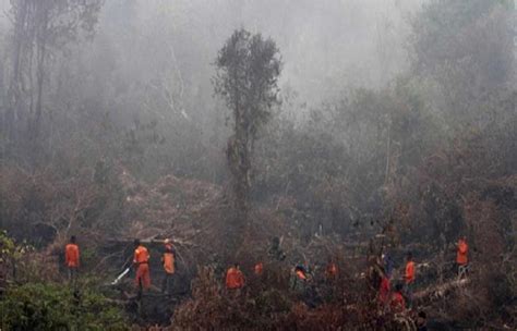 Penanganan Fenomena Kebakaran Hutan di Indonesia – Forestry Study Club UGM