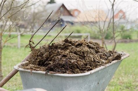 mistakes  avoid  adding manure  garden beds food gardening