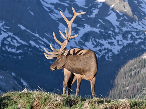 Home Colorado Wildlife Federation