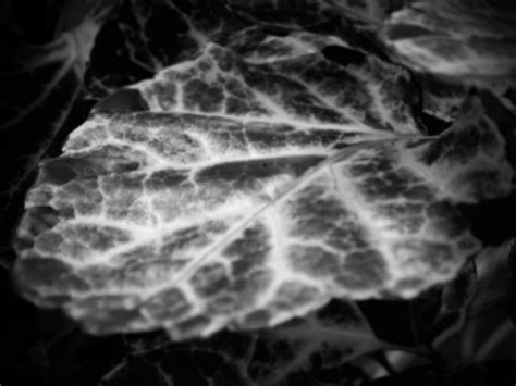 Leaf Veins Close-up Free Stock Photo - Public Domain Pictures