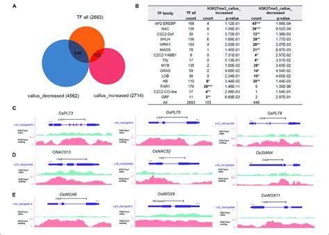 Transcription Factor Analysis Of Genes Deposited By H3k27me3 In