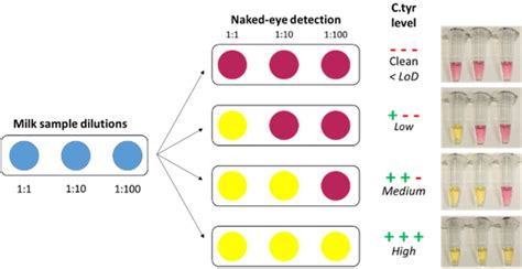 Figure From Colorimetric Point Of Care Detection Of Clostridium