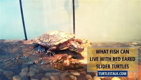 What Fish Can Live With Red Eared Slider Turtles Turtles Talk