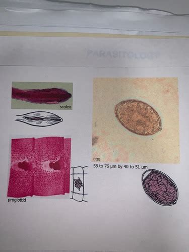 Parasite Flashcards Quizlet